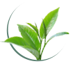 Green Tea Leaf Extract
