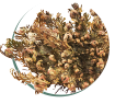 Resurrection Plant