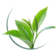 Green Tea Leaf Extract