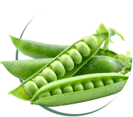 Pea Peptide